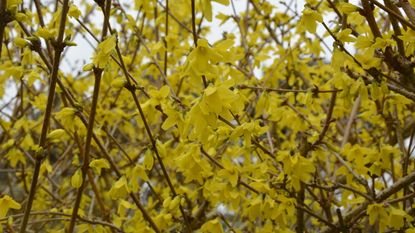 A close shot of a forsythia shrub covered in vivid yellow blooms in early spring