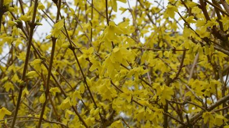 A close shot of a forsythia shrub covered in vivid yellow blooms in early spring