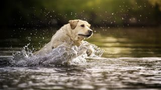 Yellow Labrador jumping in the water