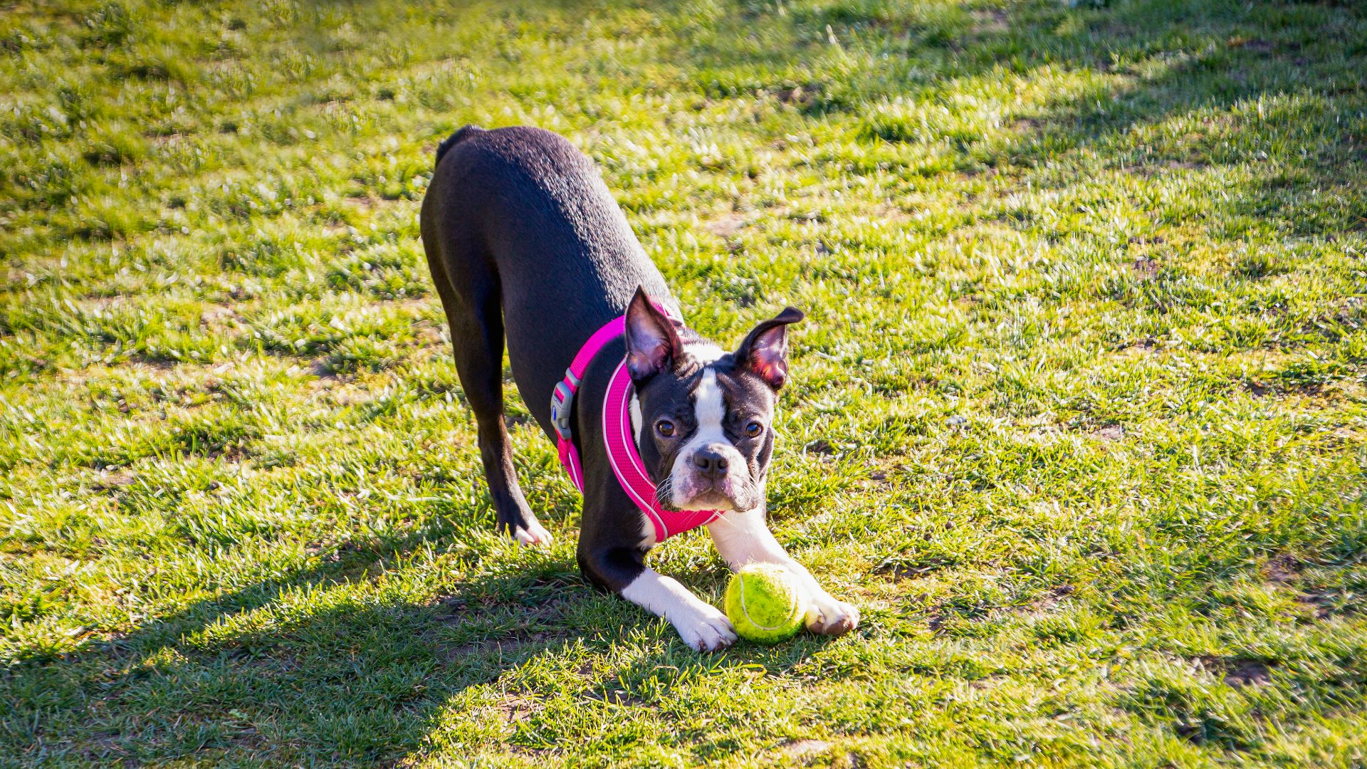Boston Terrier