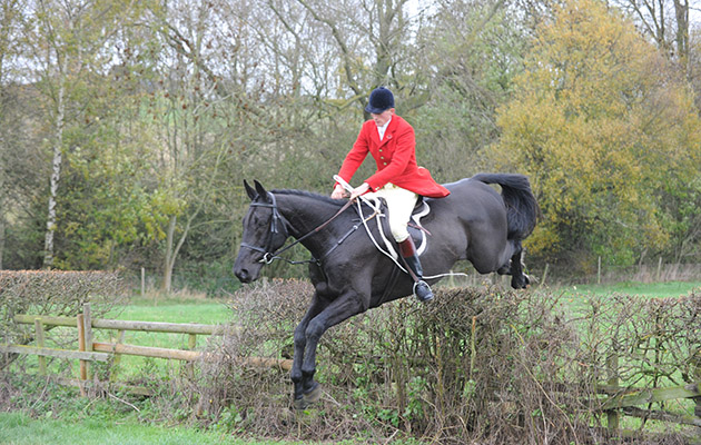 Whipper-in Elliot Stokes stylishly jumps a Quorn hedge