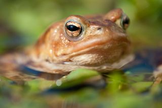 Common Toad Bufo bufo UK