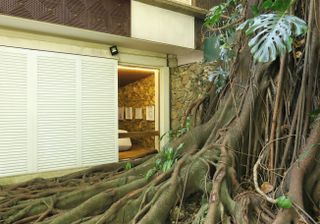 Jorge Zalszupin house and tree roots