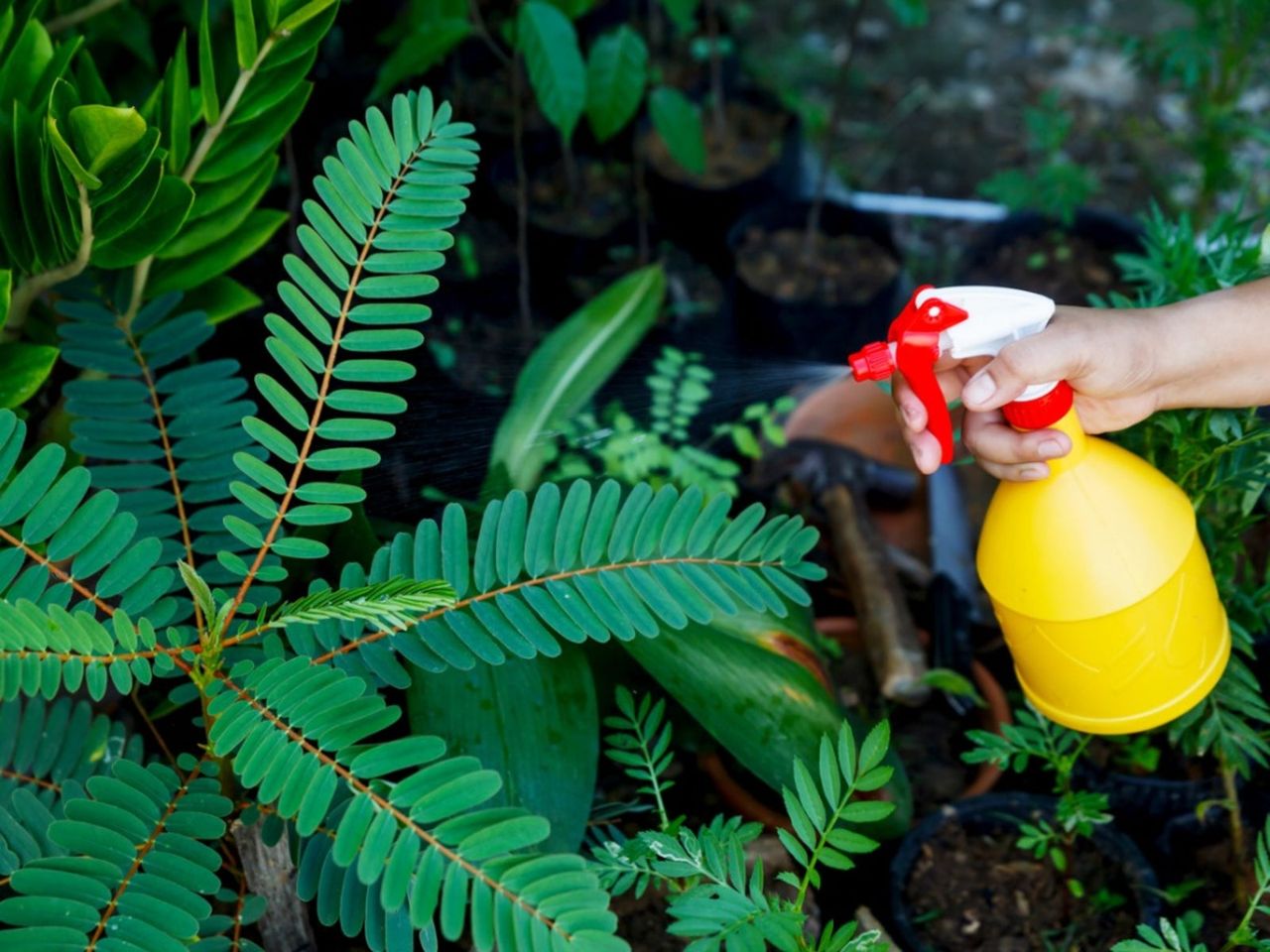 Plants In The Garden Being Sprayed With Biofungicide