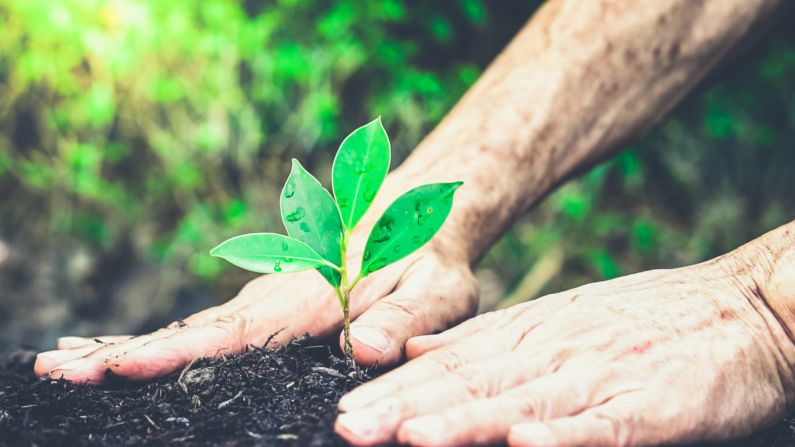 Gardener's hands press soil around a seedling symbolising the long-term growth of small cap stocks