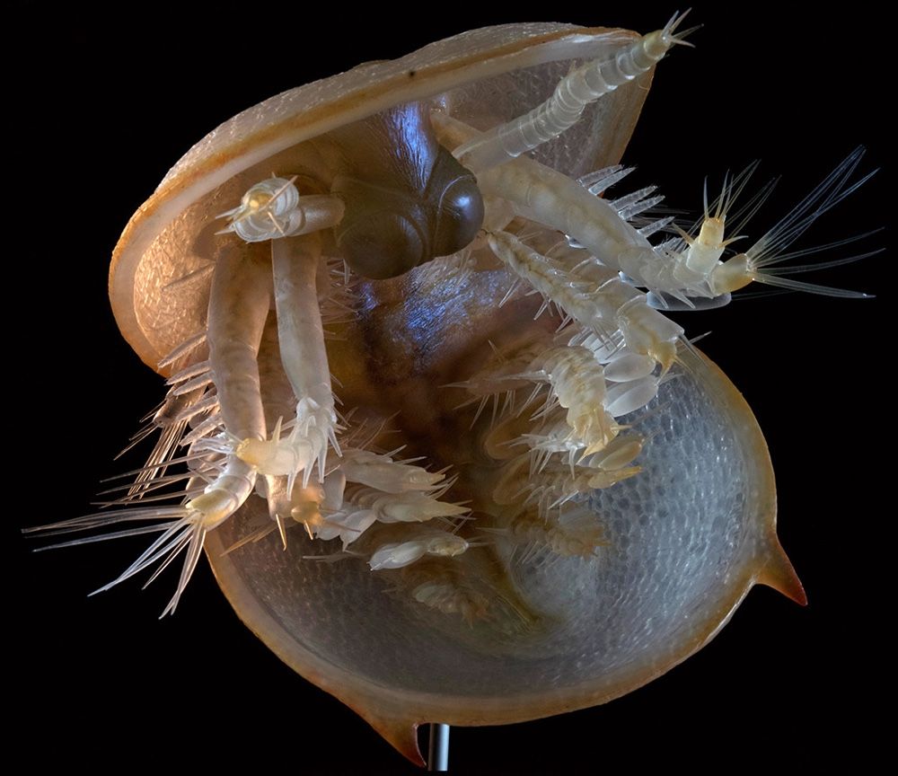 A dinner-plate-sized sculpture of a pea-sized Cambrian sea creature, Agnostus pisiformis. This trilobite-like creature dates back 500 million years. 