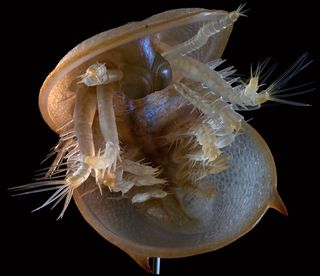 A dinner-plate-sized sculpture of a pea-sized Cambrian sea creature, Agnostus pisiformis. This trilobite-like creature dates back 500 million years. 