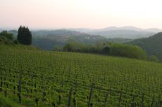 Slovenia vineyards