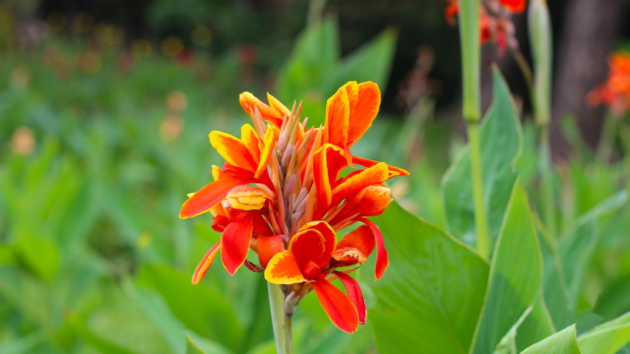 Canna lily with red and yellow flowers in a garden