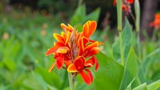 Canna lily with red and yellow flowers in a garden