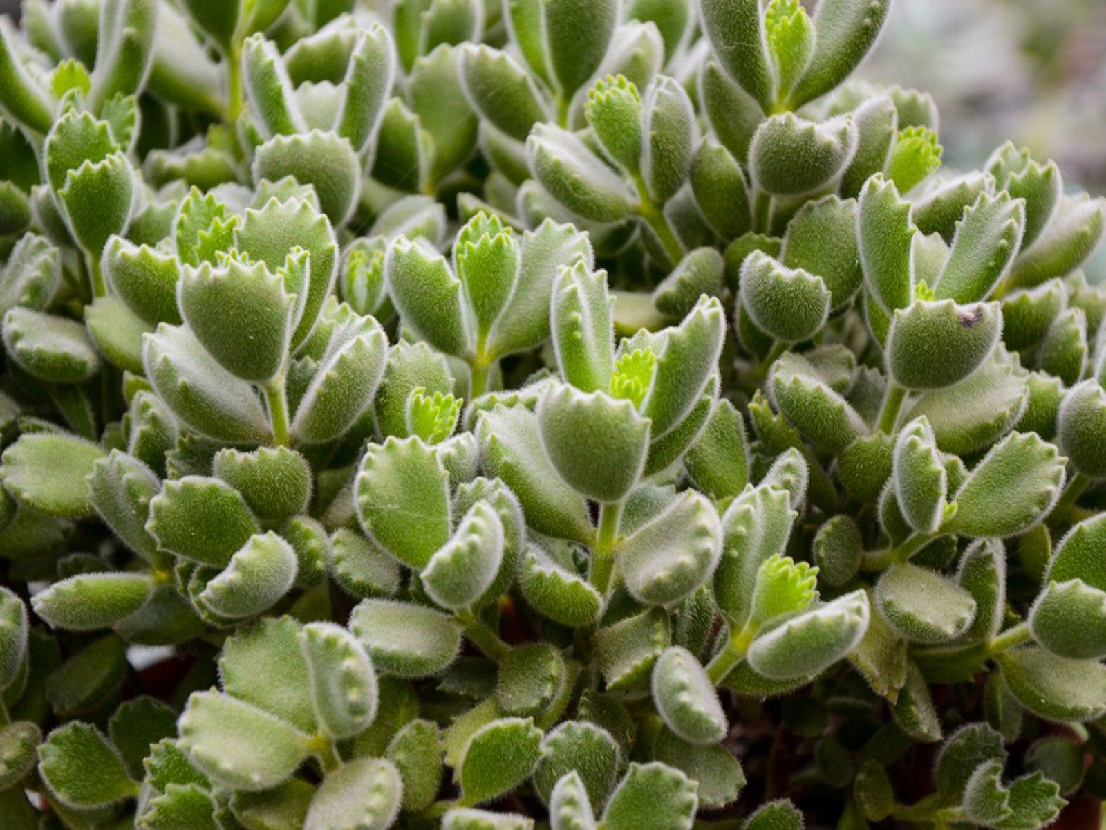 Bear Paw Succulent Care: Growing Bear Paw Succulents | Gardening Know How