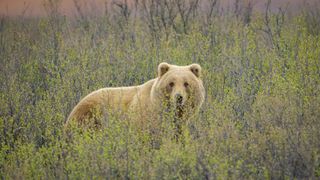 This grizzly bear has sniffed out a caribou herd in episode one of America The Beautiful.