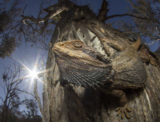 British Ecological Society Photographer of the Year