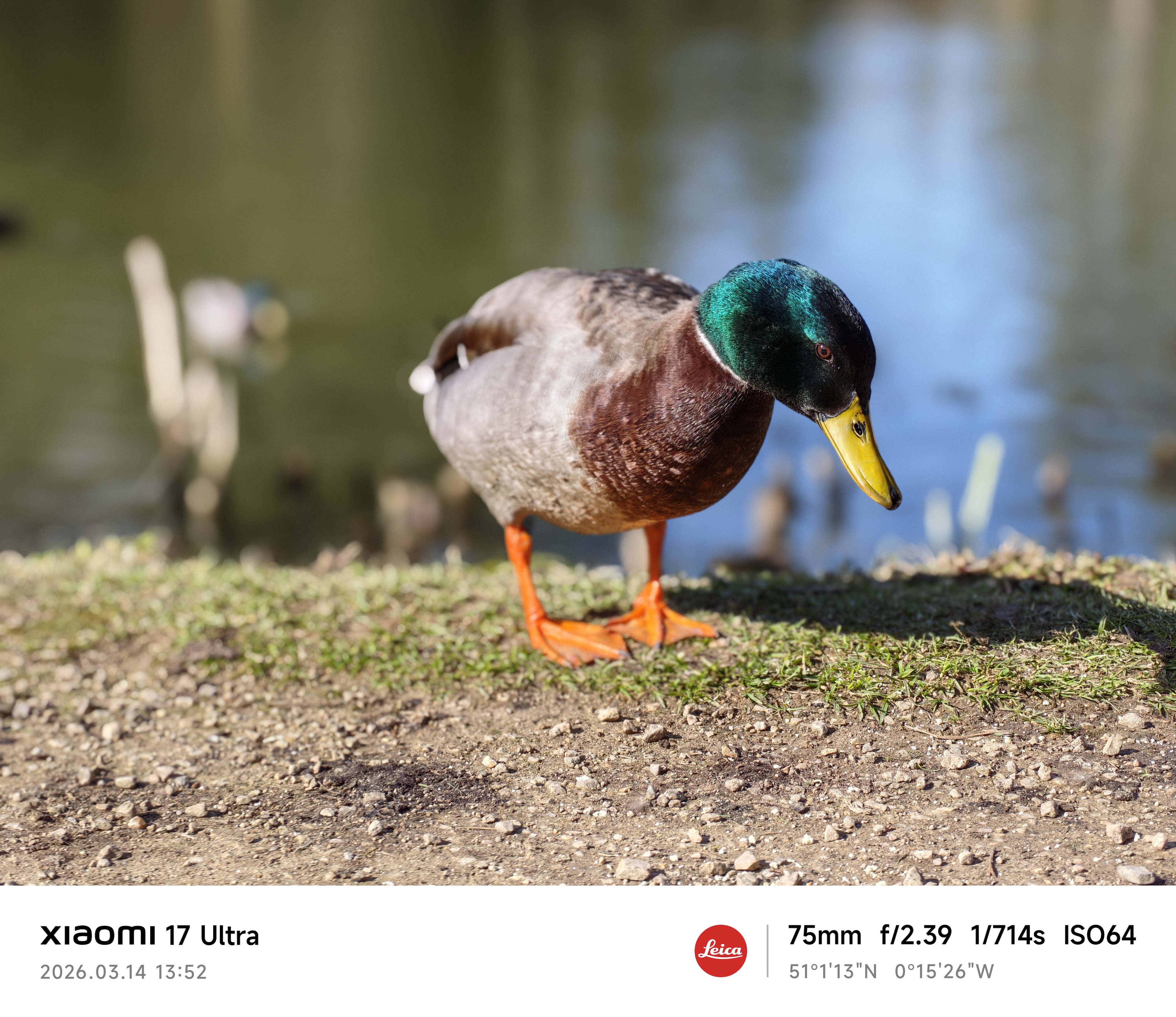 Xiaomi 17 Ultra camera sample duck