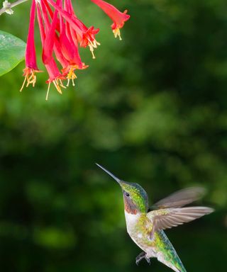 hummingbird and coral honeysuckle flower