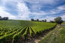 Vineyards in the Loire Valley