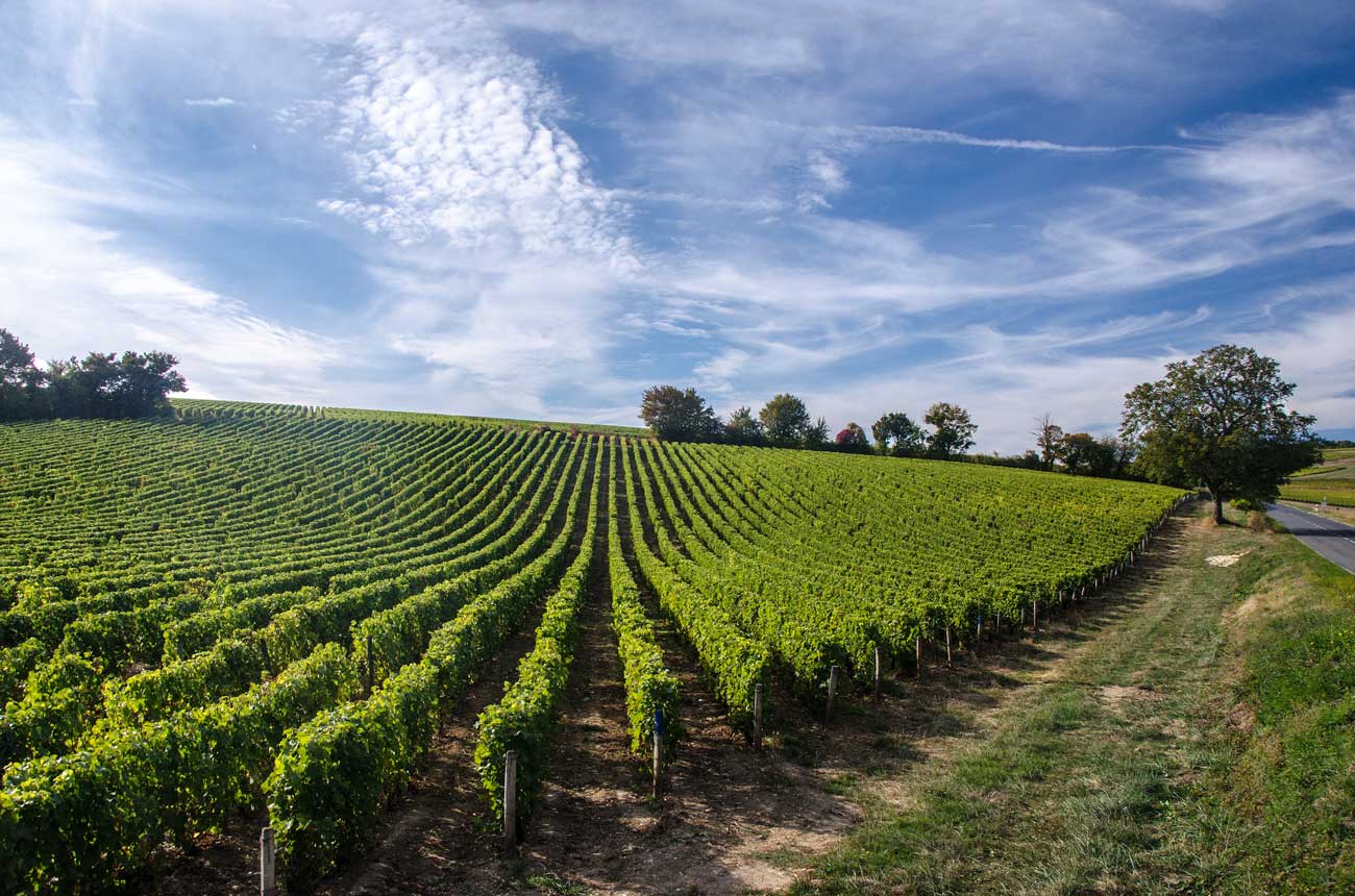 Vineyards in the Loire Valley