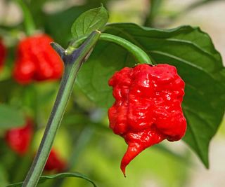 Carolina Reaper chilli pepper