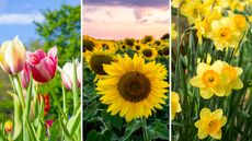 Photos of flowers, tulips, sunflowers, and daffodils, that can be planted in April