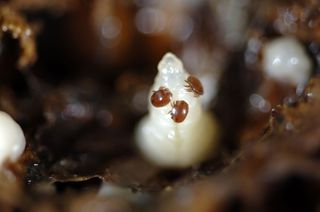 Varroa mites on an Apis mellifera prepupa