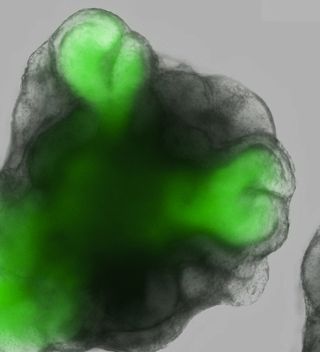 Two embryonic stem cell-derived optic cup formed by self-organization from 3D culture of a group of embryonic stem cells. Green color is fluorescence of GFP protein that was engineered to mark retinal tissue.