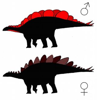 The plates of Stegosaurus mjosimay offer clues about the dinosaur's sex, a study suggests.