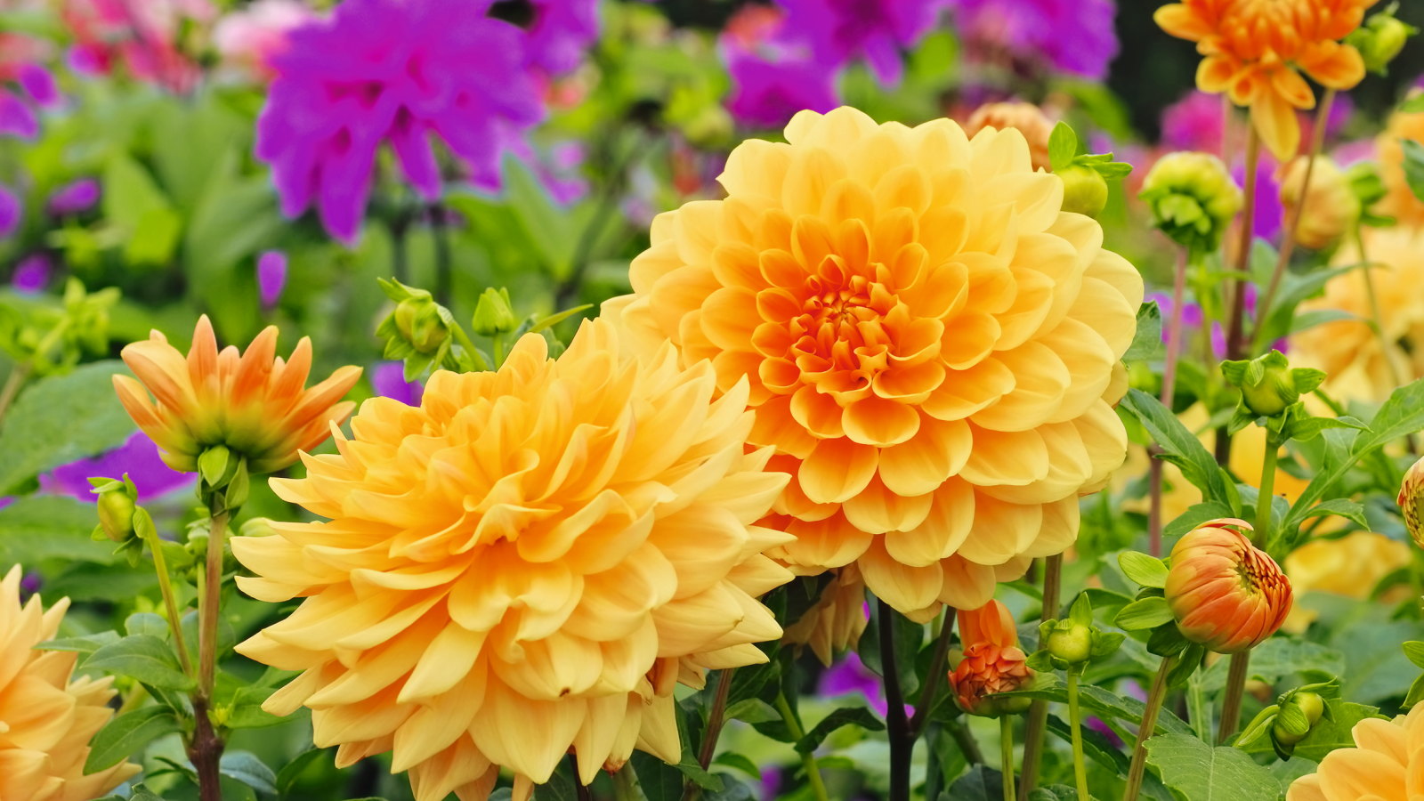 Orange and purple flowering dahlias 