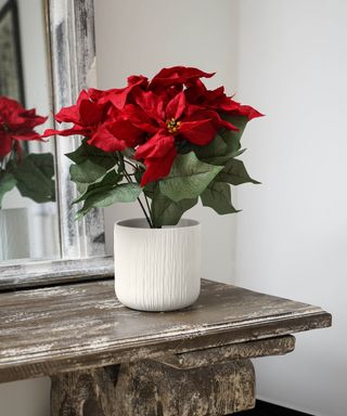 red poinsettia in a white pot on a shelf