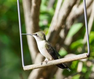 hummingbird on swing