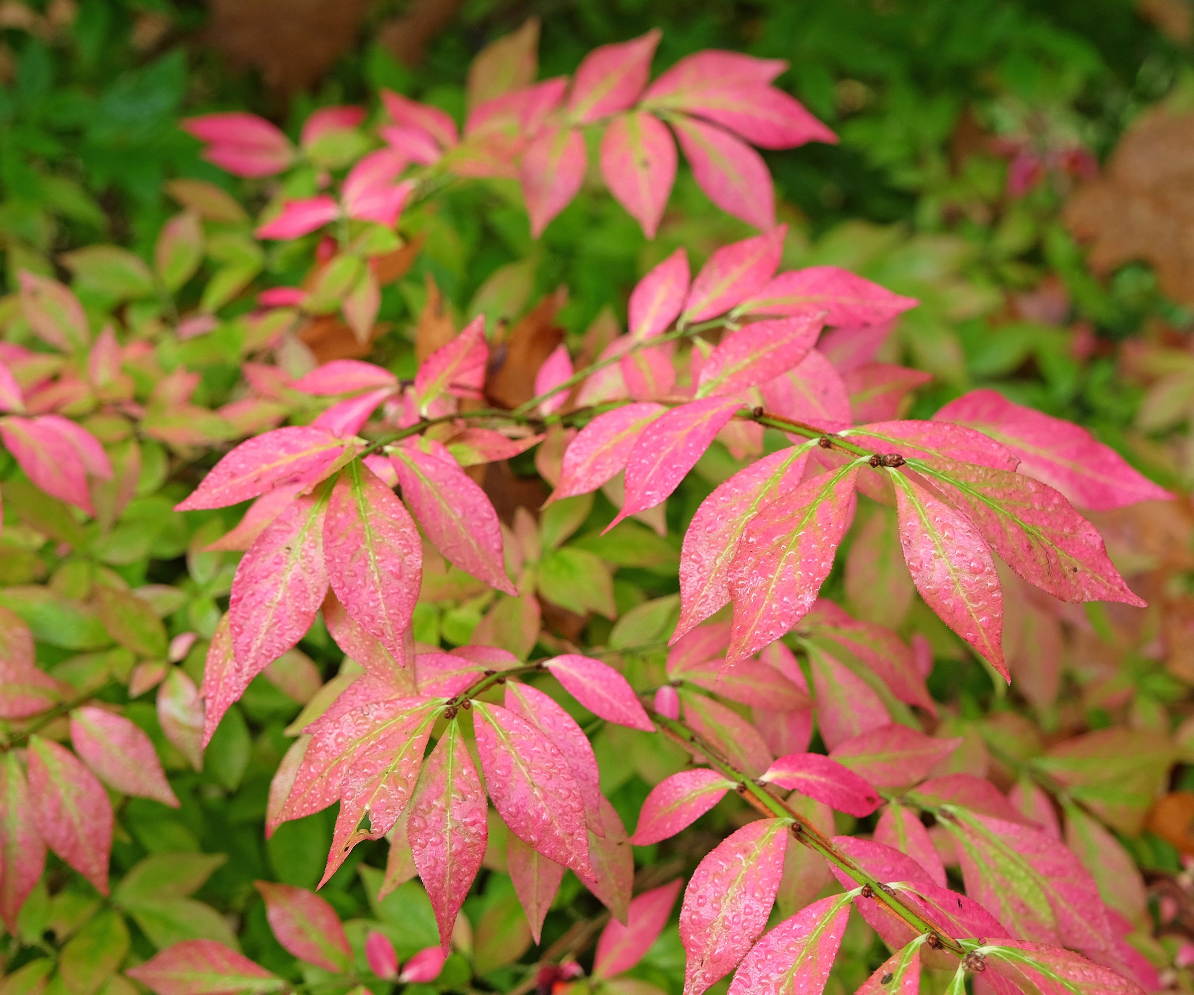 burning bush showing red leaves