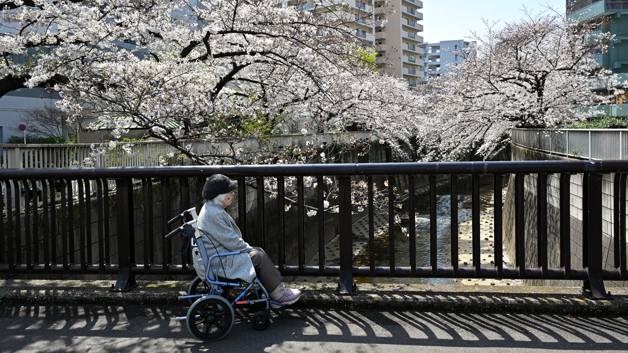 An old woman in a wheelchair stares at cherry blossom in Japan