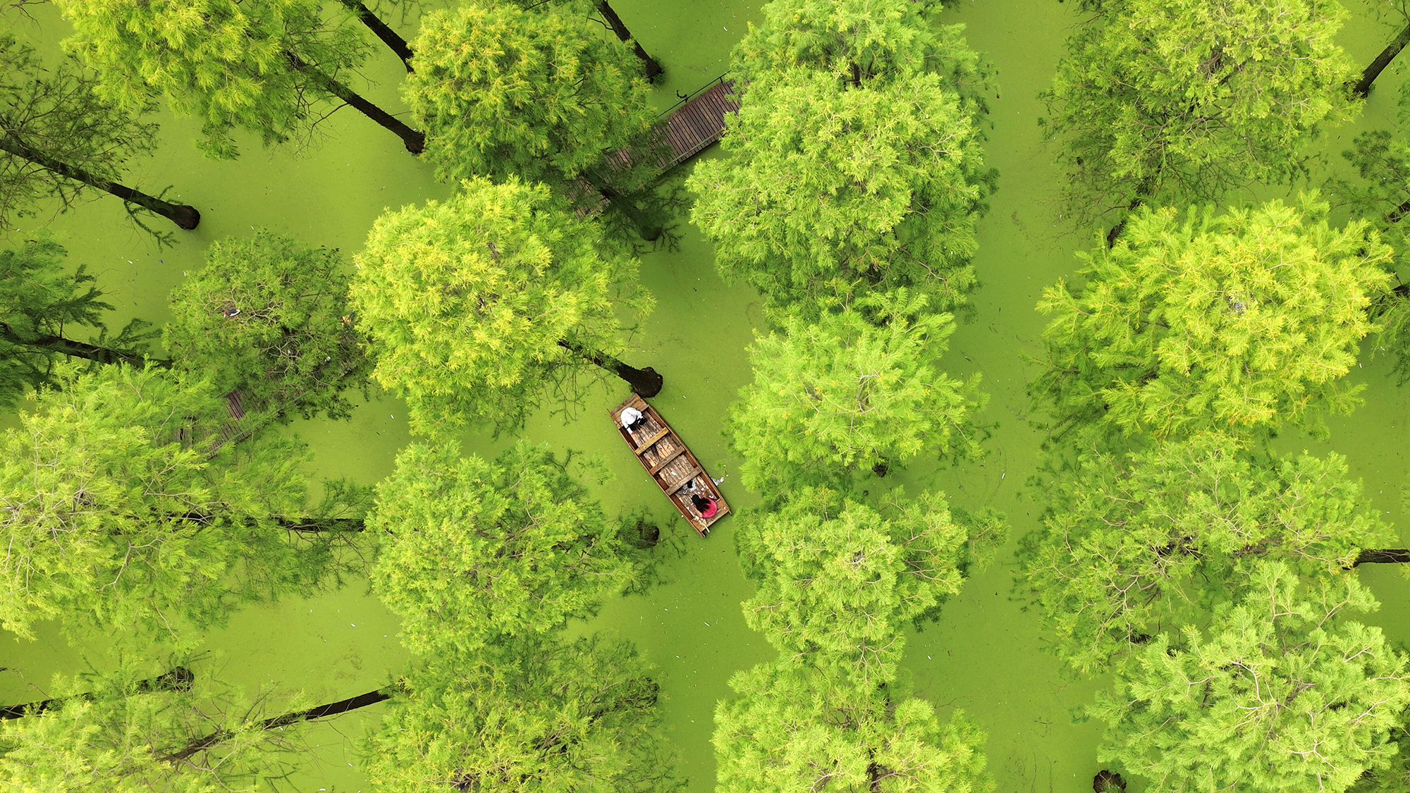 Tourists take a boat ride through a forest of submerged cypress trees at Luyanghu Wetland Park in Yangzhou, China