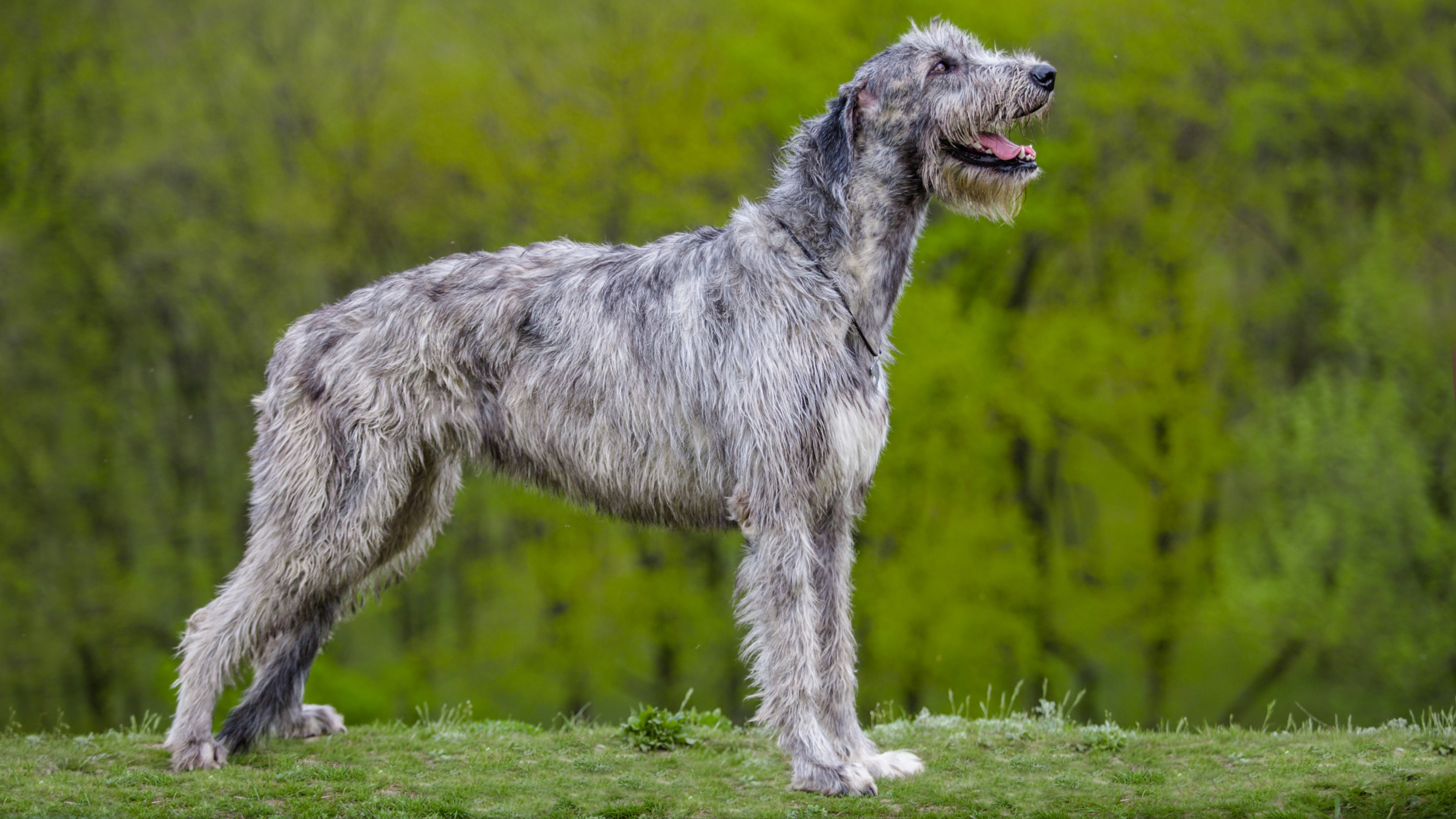 Side view of an Irish Wolfhound standing on grass