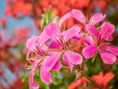 Pink Ivy Geranium Plants