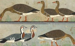 "Meidum Geese' was found in the Chapel of Itet in the tomb of Nefermaat and Itet.