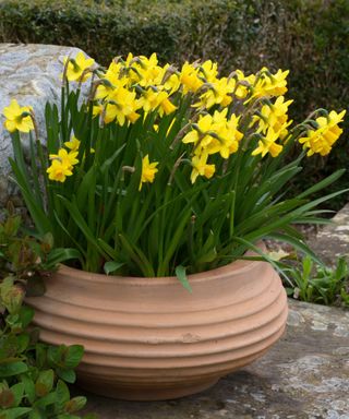 daffodils growing in a container