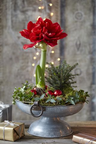 a festive arrangement of amaryllis