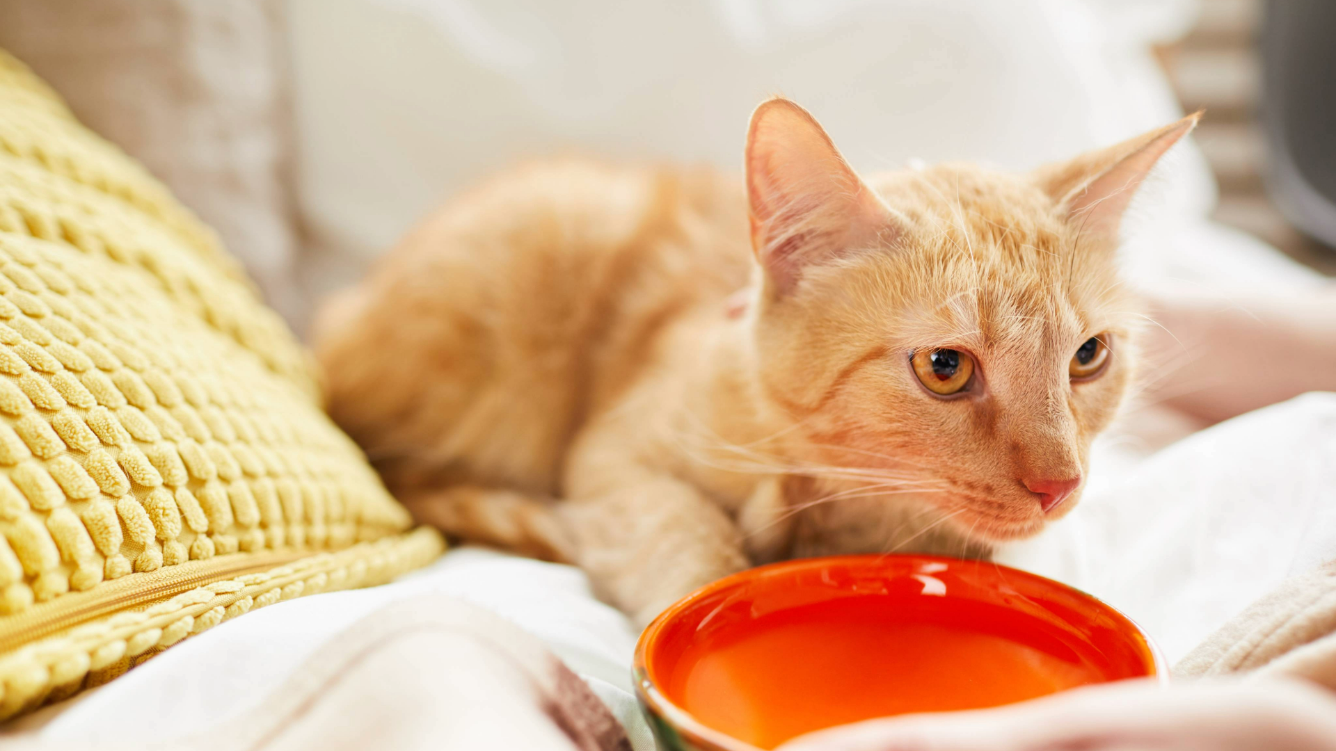 Person holding out a water bowl to a cat