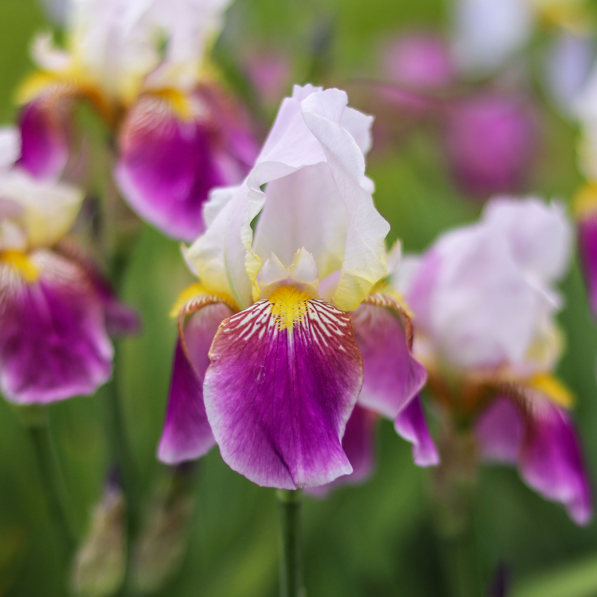 Vibrant violet, white, and yellow bearded iris flowers in the garden