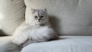 Persian cat