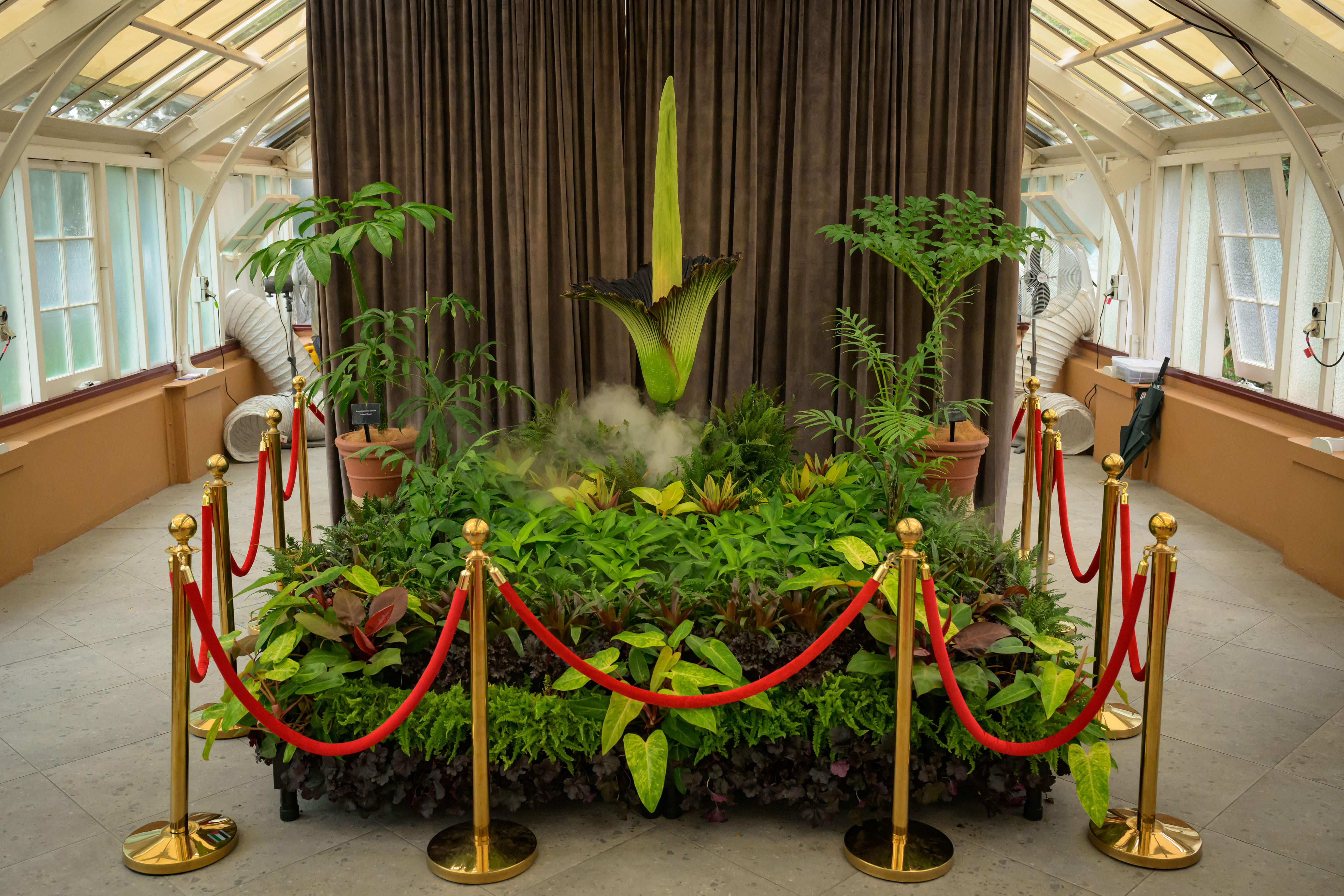 A corpse flower in bloom at the Royal Botanic Garden Sydney