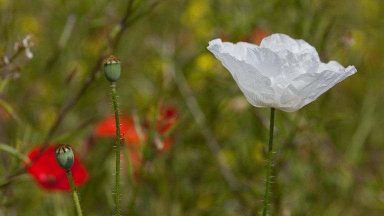Why do people wear a white poppy? The white poppy has significance, just like the red poppy symbol