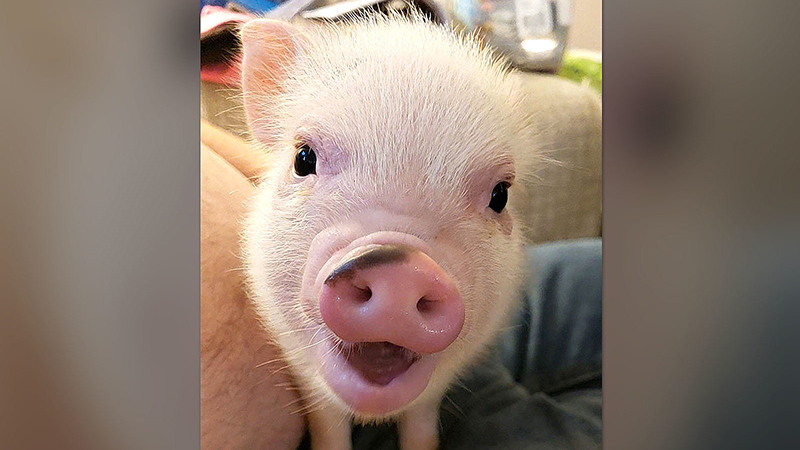Cute pig