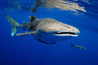 Whale sharks are gentle, filter-feeding giants.