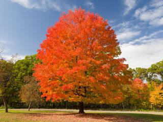 Bright orange maple tree in autumn