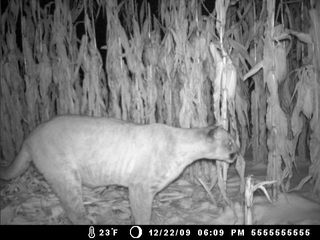 Cougar in Wisconsin
