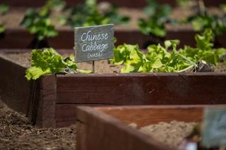 close-up of lettuce in a planter with a sign saying "Chinese Cabbage (NASA)"