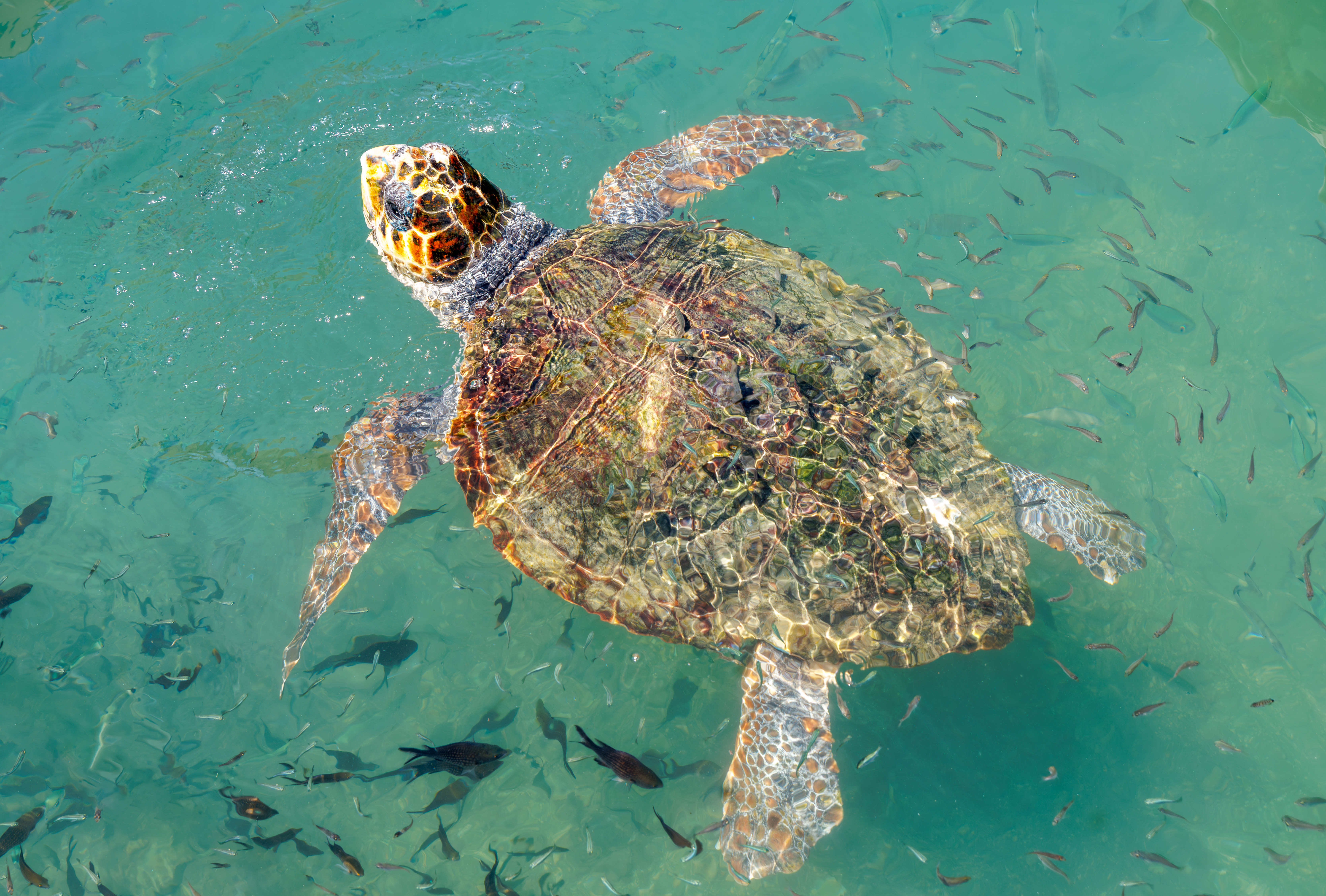 A loggerhead sea turtle, known as a caretta caretta, swims at the Agios Sostis Harbor on June 5, 2025 in Lithakia on the island of Zakynthos, Greece