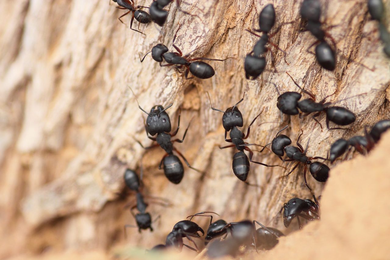 Black Ant Colony