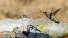 Two hummingbirds play in the water stream of a backyard birdbath fountain